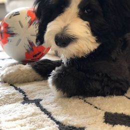 Bernedoodle Puppies from Heart J Bernedoodles