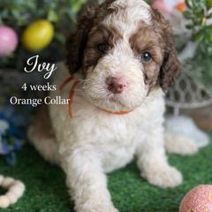 Ivy-orange collar - Mahogany and white female Saint Berdoodle puppy in Paw Paw, Michigan from ProAct Canines