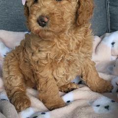 Assorted Doodle Crosses and Poodle Puppies from Jagged Oaks Farm