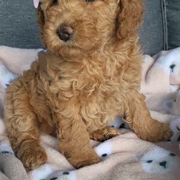 Assorted Doodle Crosses and Poodle Puppies from Jagged Oaks Farm