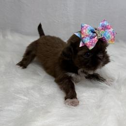 Tawny - Chocolate female Shih Tzu puppy in Columbia, Kentucky from Lisa Bandy Luxe Shih Tzu