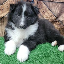 Annie - Black and white female Shetland Sheepdog puppy in Conway, Missouri from Brooks's little darlings