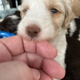 Girl 6 - female Goldendoodle puppy in Peoria, Arizona from Az Adorable Doodles