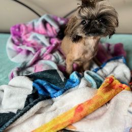 Shih Tzu Puppies from TinyHearts