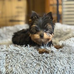Boy 2 - Black and tan male Yorkshire Terrier puppy in New Hampton, Iowa from JMAK Dreams