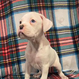 Cookie - White female Boxer puppy in Purdy, Missouri from Shotgun Pups