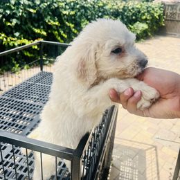 Girl 3 - Sable Aussiedoodle puppy in California from David's Aussiedoodles