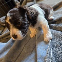 Girl 3 - Chocolate female Havanese puppy in Columbus, Ohio from Havanese Puppies Columbus