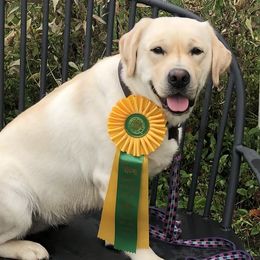 Labrador Retrievers from Salty Dog Retrievers