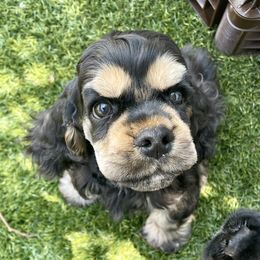 Cocker Spaniel and English Cocker Spaniel Puppies from Jesselle Cocker Spaniels