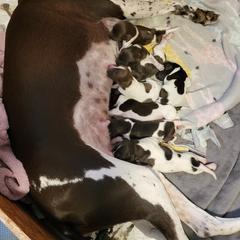 German Shorthaired Pointer Puppies from Stellar GSPs
