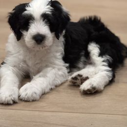 Australian Mountain Doodle Puppies from Woodbriar Wags