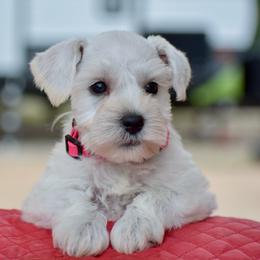 Pinky - White female Miniature Schnauzer puppy in Sumner, Texas from 3M Kennels, LLC