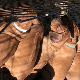 Rhodesian Ridgeback Puppies from Zambezi Rhodesian Ridgebacks