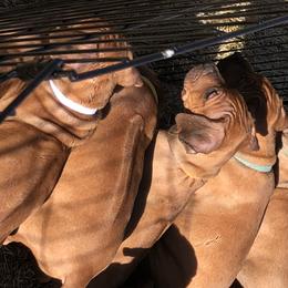 Rhodesian Ridgeback Puppies from Zambezi Rhodesian Ridgebacks