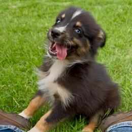 Petunia - Black tri-color female Australian Shepherd puppy in Piedmont, Oklahoma from HeartDriven Aussies