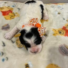 Scarlet - Black and white female Cockapoo puppy in Brookings, South Dakota from Hofer Pups