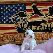 Girl 4 - Blue belton and tan (tri-color) English Setter puppy in Potosi, Wisconsin from Point and Flush Gun Dogs
