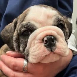 Raine - Red brindle and white female Bulldog puppy in Laurel, Montana from Bull Mountain Bulldogs