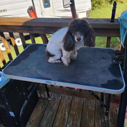Gizzie - Poodle