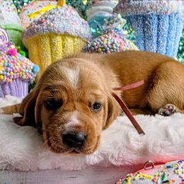 Esther - Mahogany and white female Basset Hound puppy in Big Rapids, Michigan from Basket Hound Bassets