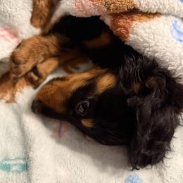 Dachshund Puppies from Birkin’ Paws