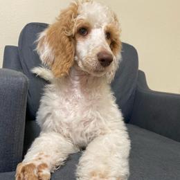 PIERRE - Parti male Poodle puppy in Charlo, Montana from Heavenly Hilltop Farm