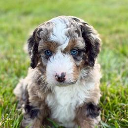 Digatron - male Australian Mountain Doodle puppy in Decatur, Illinois from Signature Doodles