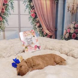 Anthony - Apricot male Poodle puppy in Fountain, Florida from Silva Royale Standard Poodles