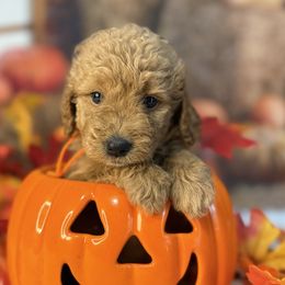 Pumpkin, Orange collar - Apricot female Goldendoodle puppy in Lake Panasoffkee, Florida from Donnas Deluxe Doodles LLC
