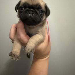 Brittany - Fawn female Pug puppy in Ludowici, Georgia from Royal Destiny Kennels