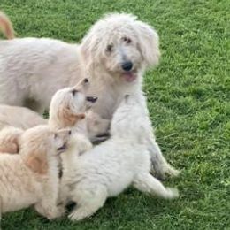 Dachshunds and Goldendoodles from Golden Grass Dachshunds and Doodles