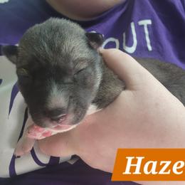 Hazel - Agouti and white female Siberian Husky puppy in Louisville, Kentucky from Xavier's Home for Gifted Huskies