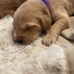 Golden Retriever Puppies from Tradershire Goldens
