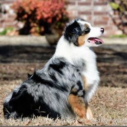 Toy Australian Shepherd puppies from Tin Roof Aussies