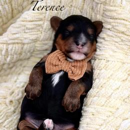 Terence - Phantom male Bernedoodle puppy in Payson, Utah from The Puppy Nest