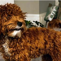 Roo - Goldendoodle