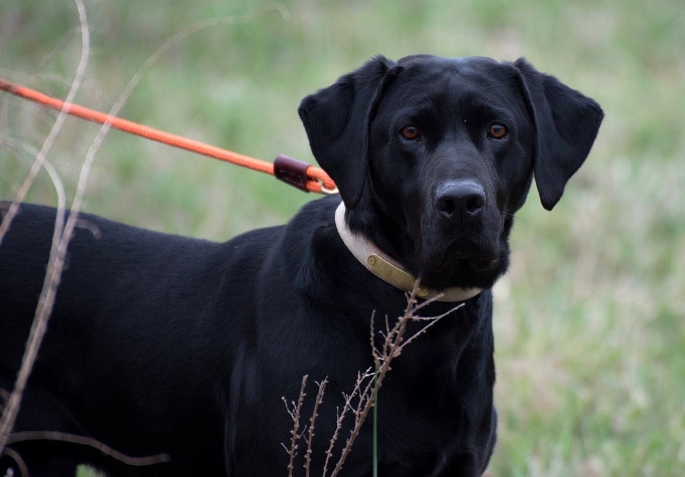 RJS Kennels in Indiana Labrador Retriever puppies Good Dog