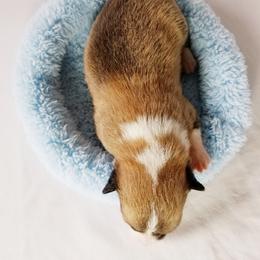Pembroke Welsh Corgi Puppies from Whimsical Treasure Corgis