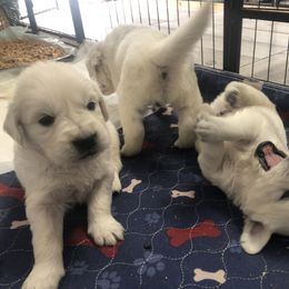 Golden Retriever Puppies from Reel Ridge Farm