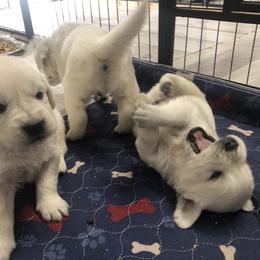 Golden Retriever Puppies from Reel Ridge Farm