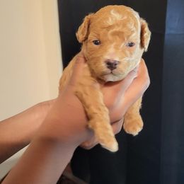 Cavapoos from Hermanda's Cavapoos