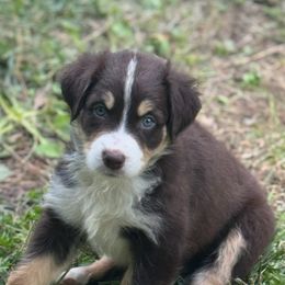 Australian Shepherd Puppies from Folsom’s Wigglebutts