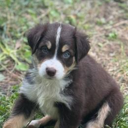 Australian Shepherd Puppies from Folsom’s Wigglebutts