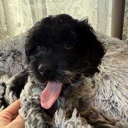 Cupid - Blue roan female Cockapoo puppy in Bronson, Florida from Tabler Family Puppies