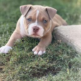 Trigger - Blue fawn male American Bully puppy in Princeton, Texas from District 12 Kennels