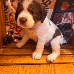 Redhead - Tri-Roan female English Springer Spaniel puppy in Braidwood, Illinois from A & R Springers