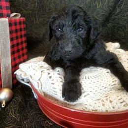 Ridge - Black male Labradoodle puppy in Siloam Springs, Arkansas from Siloam Doodles