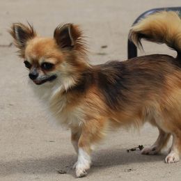 Lahey - Chihuahua