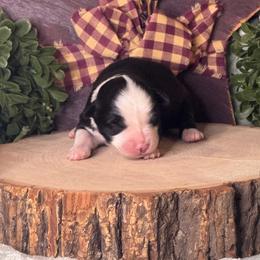 Hermione - Black & white female Toy Australian Shepherd puppy in California from Eagle River Aussies